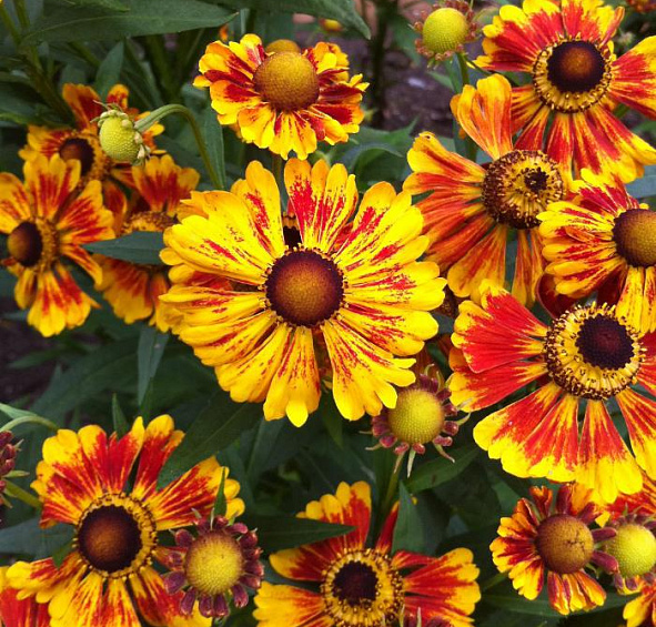 Гелениум Ротголд