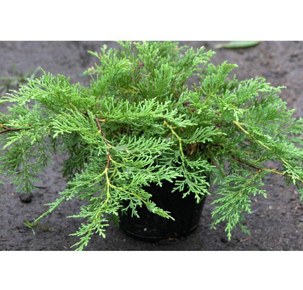 Микробиота перекрестнопарная