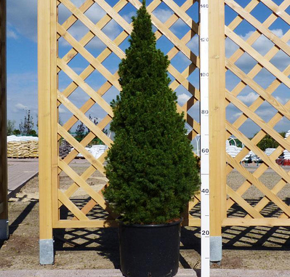 Ель сизая 'Коника'