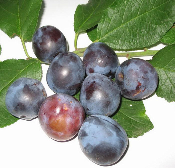 Слива 'Синичка'