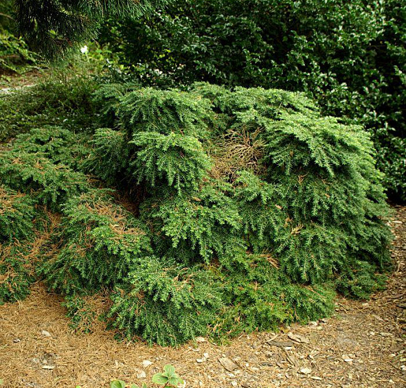 Тсуга канадская 'Нана'
