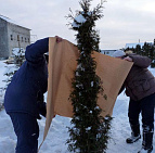Фотоальбом Укрытие туй от зимних солнечных ожогов Укрытие туй, садовый центр "Южный". Фото 3.