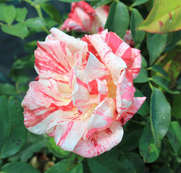 Роза 'Пападжено' (чайно-гибридная) (бело-розовая)