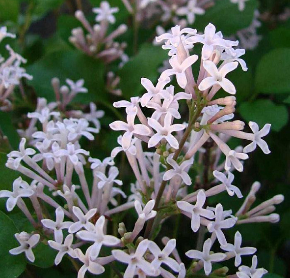 Сирень Мейера 'Палибин' (лиловая)