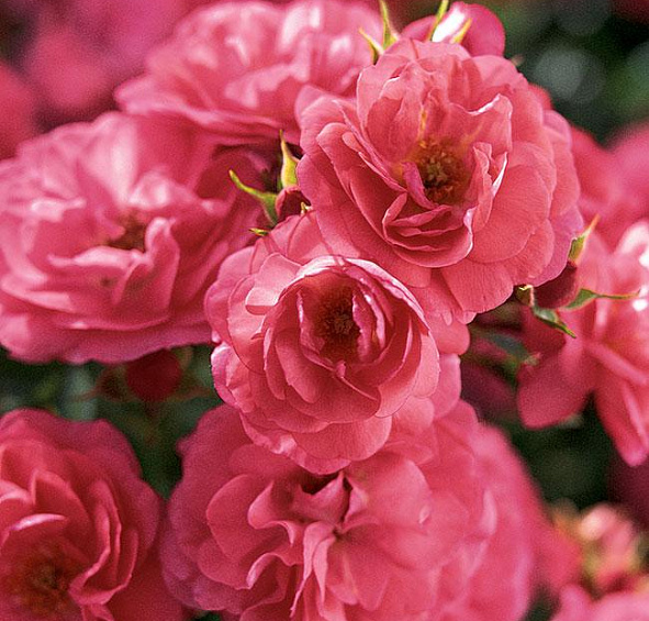 Роза Анадья (Anadia)