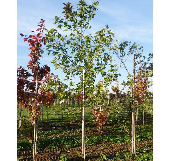 Клен сахарный (серебристый)