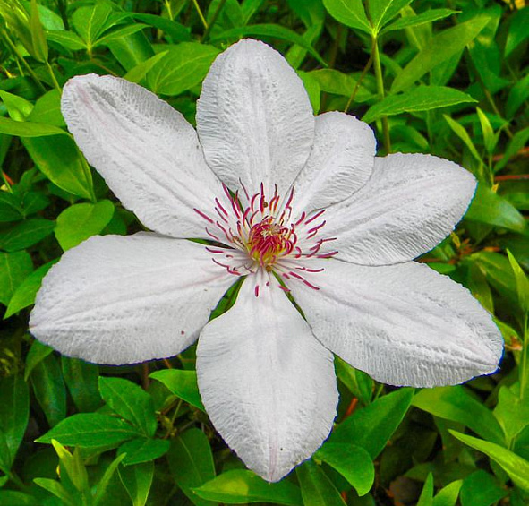 Клематис 'Иоанн Павел II'