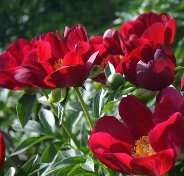 Пион молочноцветковый 'Иллини Вариор' (красный анемоноцветны)