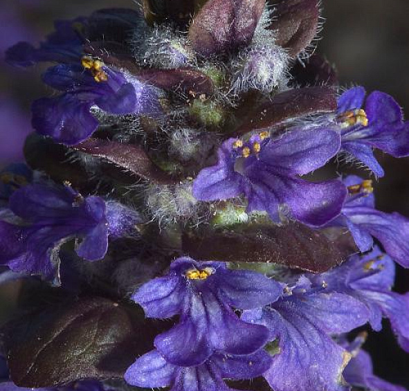 Живучка (аюга) пурпурная