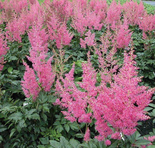 Астильба японская Рейнланд