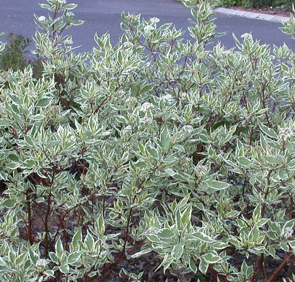 Дерен белый 'Сибирика Вариегата'