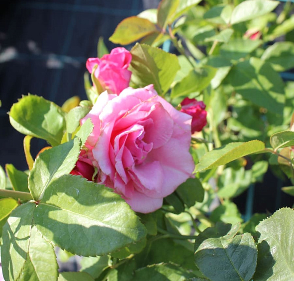 Роза 'Парадайз' (чайно-гибридная) (фиолетовая)