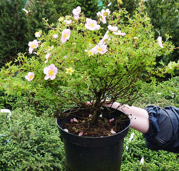 Лапчатка кустарниковая 'Пинк Куин'