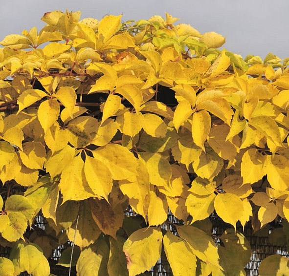 Виноград девичий 'Еллоу Уолл'