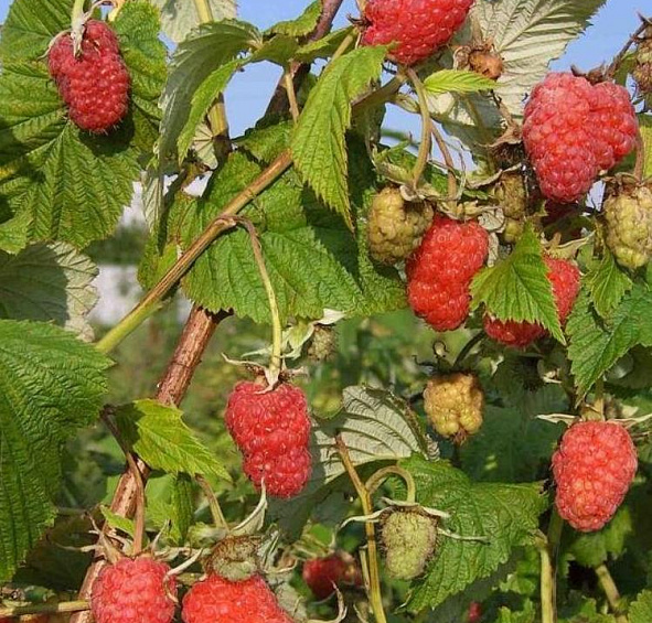 Малина 'Награда'