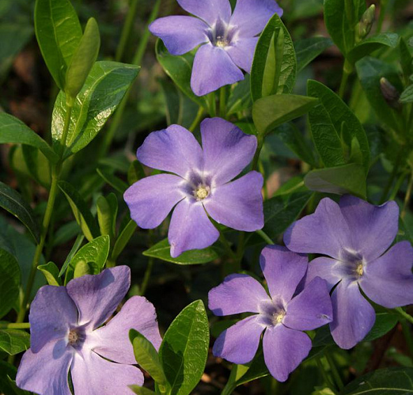 Барвинок большой