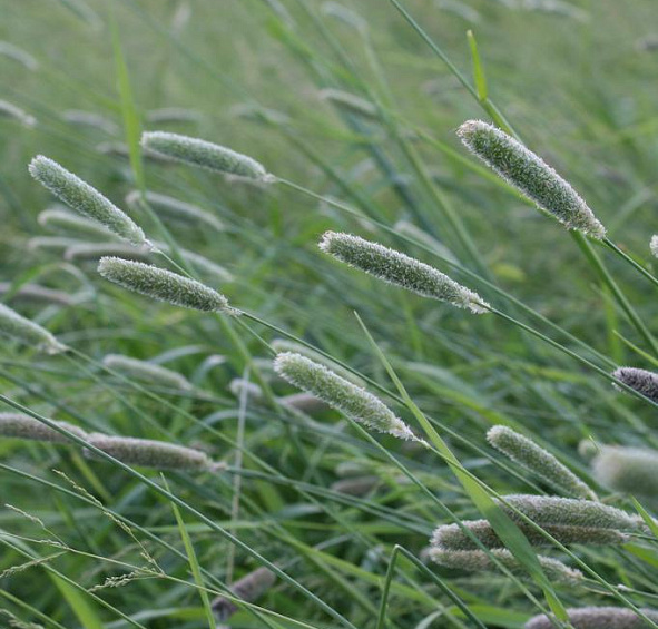 Лисохвост луговой