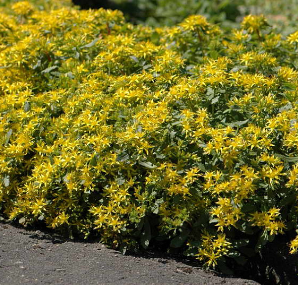 Седум гибридный (Очиток)