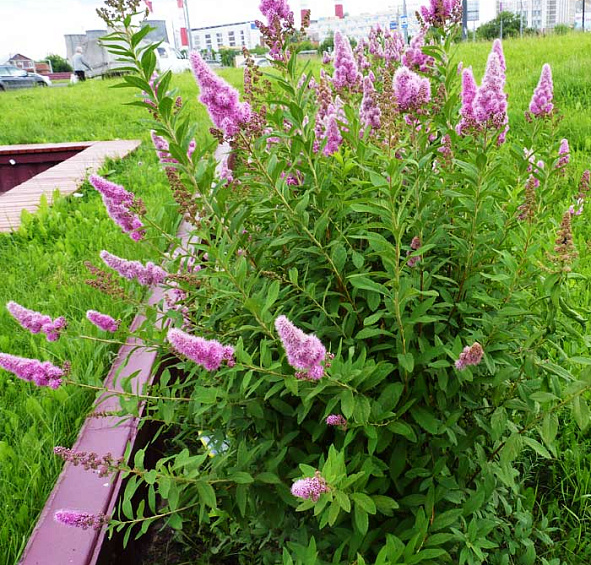 Спирея Дугласа