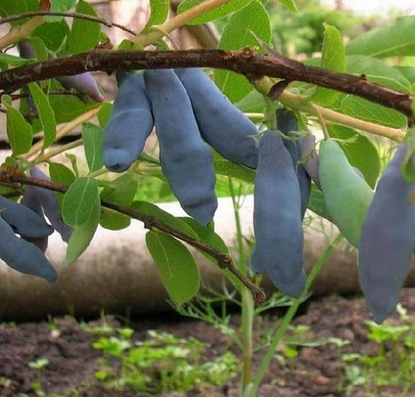 Жимолость съедобная 'Длинноплодная'