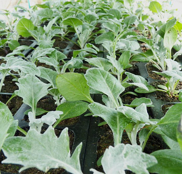 Цинерария морская (приморская)