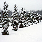 Фотоальбом Укрытие туй от зимних солнечных ожогов Укрытие туй, садовый центр "Южный". Фото 1.