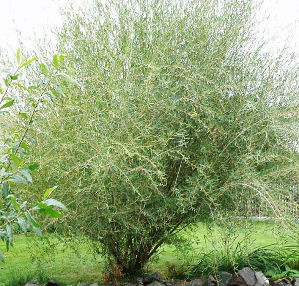 Ива пурпурная