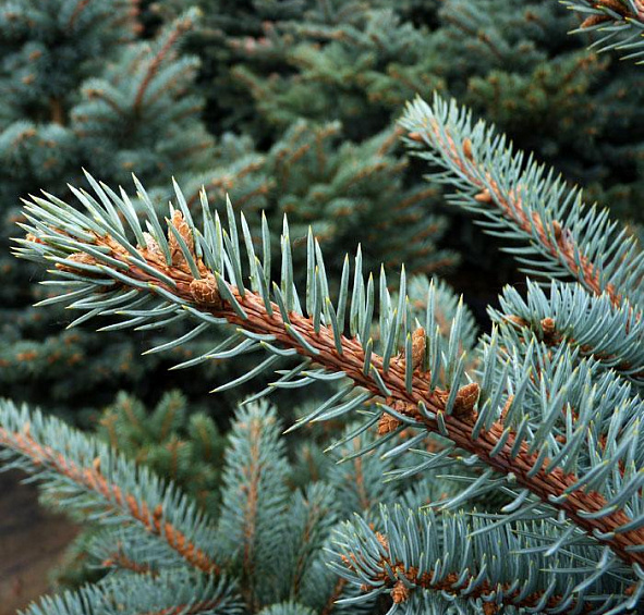 Ель колючая 'Монтгомери'