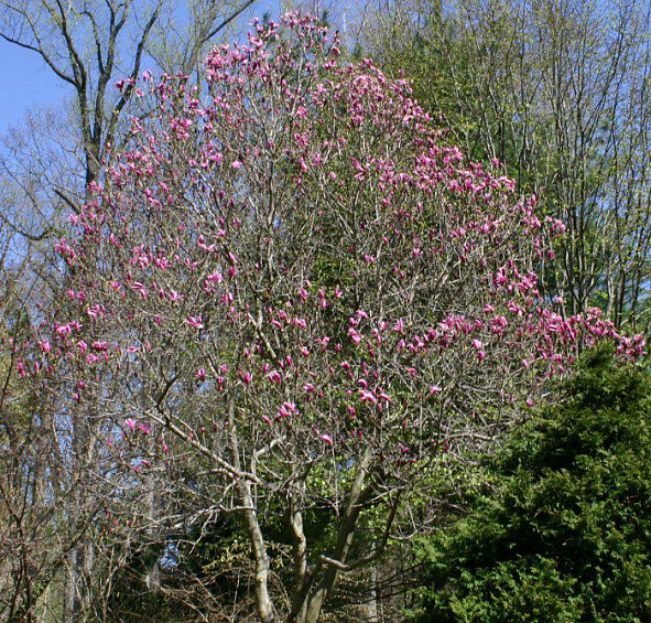 Магнолия 'Сусан'