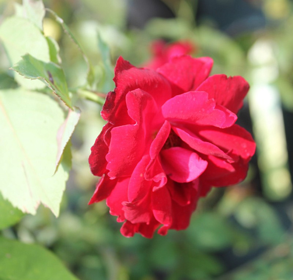 Роза 'Нина Вейбул' (флорибунда) (красная)