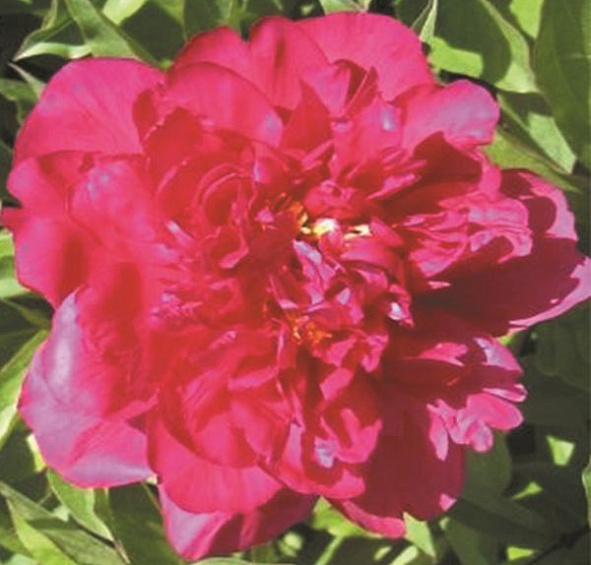 Пион Августин Д`ор (Augustin D`Hour)