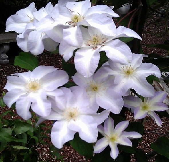 Клематис 'Юкиокоши'