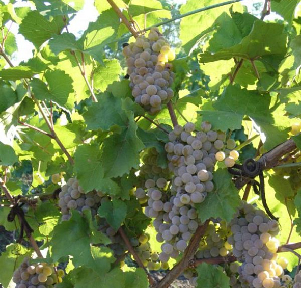 Виноград 'Подарок Магарача'