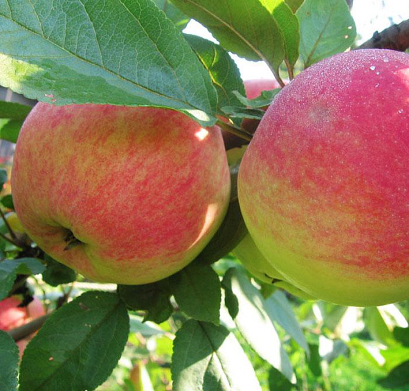 Яблоня домашняя 'Мельба' 