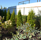 Юлия Матовникова – проект «Райская дача» – садовый центр «Деревенский палисадник» Участок с посадками