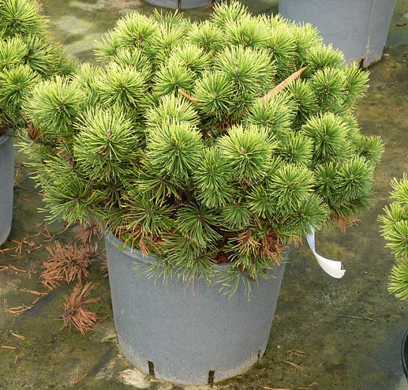 Сосна горная 'Офир'