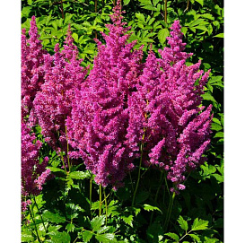 Астильба японская 'Майнз' (малиново-розовая)