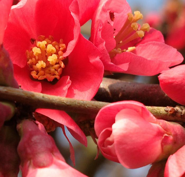 Айва японская 'Сарженти'