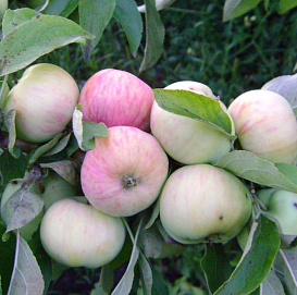 Яблоня домашняя 'Грушовка Московская'