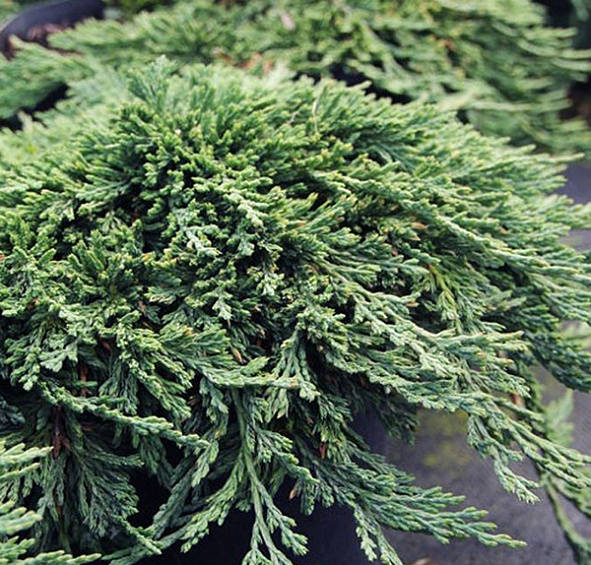 Можжевельник горизонтальный 'Панкейк'