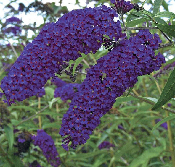 Буддлея Давида 'Эмпайр Блу'