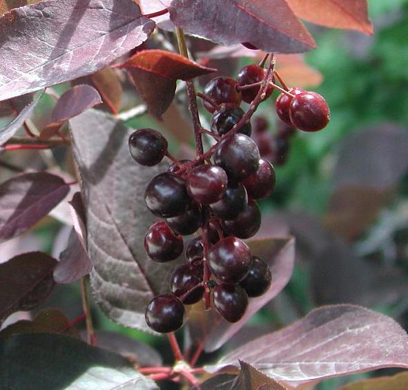 Черемуха виргинская 'Шуберт'