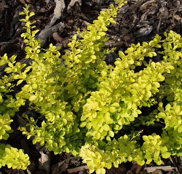 Барбарис Тунберга 'Голдалита'