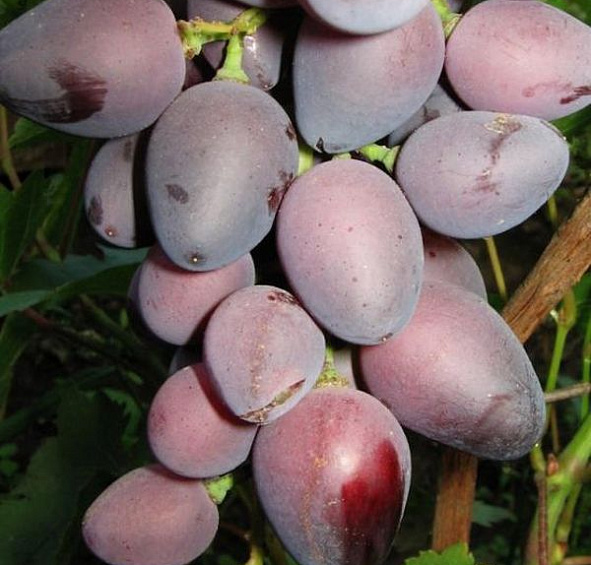 Виноград Красавица