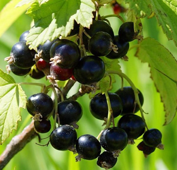 Смородина черная 'Черный  жемчуг'