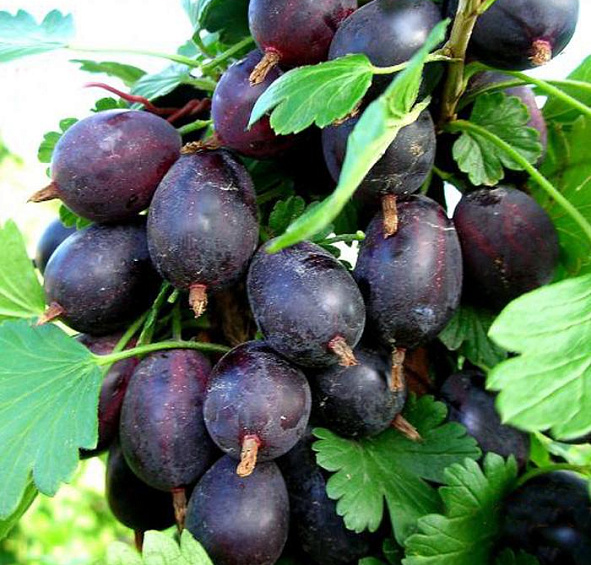 Крыжовник 'Грушенька'