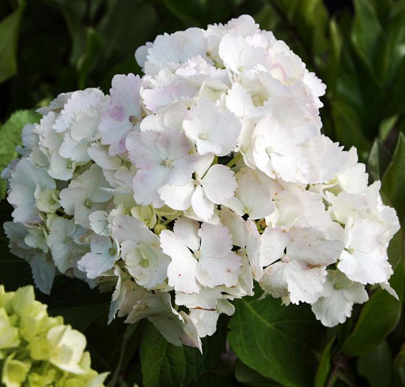 Гортензия крупнолистная 'Мадам Эмили Муиллер'
