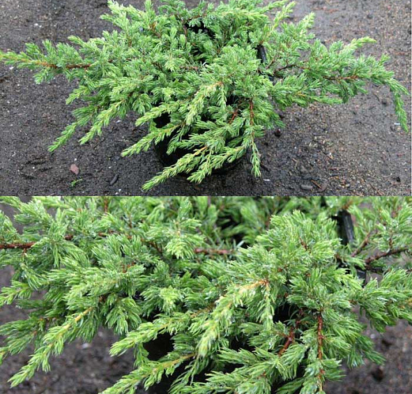Можжевельник обыкновенный Репанда (Repanda)