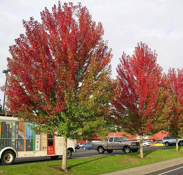 Клен Фримана 'Аутум Блэйз'