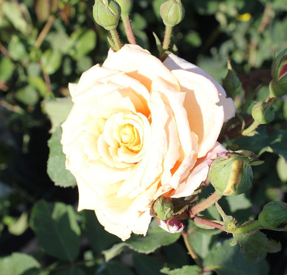 Роза 'Карамелла' (шраб) (персиковая)